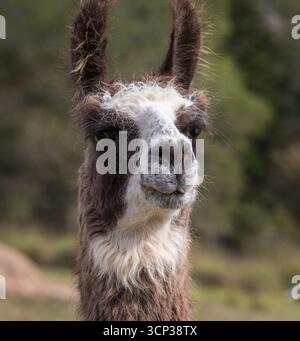 Testa e collo del lama marrone e bianco (Lama glama) a fuoco, con orecchie lunghe distintive e pelliccia densa. Foto Stock