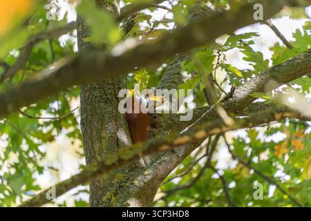A red squirrel hides in the fork of a tree, partly shaded by branches and oak leaves. Its fur contrasts with the bark. Foto Stock
