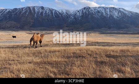 Cammello battriano che cammina nella steppa mongola con le montagne, la Mongolia Foto Stock