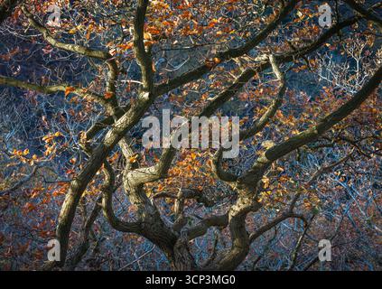 dorato chiaro attraverso le foglie di un albero di quercia Foto Stock