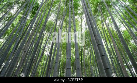 Percorso nella favolosa foresta di bambù di Kyoto, Giappone Foto Stock