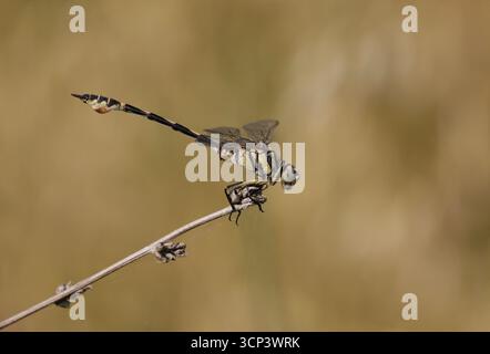 Bladetail Dragonfly maschio - Lindenia tetraphylla Foto Stock