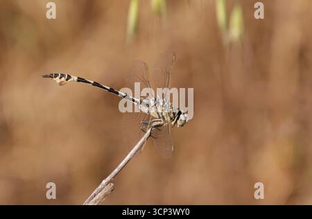 Bladetail Dragonfly maschio - Lindenia tetraphylla Foto Stock