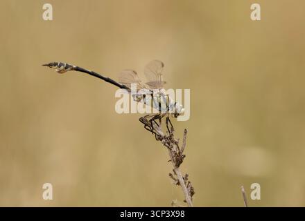 Bladetail Dragonfly maschio - Lindenia tetraphylla Foto Stock