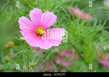 COSMOS Sensations Mixed, Cosmos bipinnatus Sensation Series, grande fiore a margherita singolo in rosa con un piccolo centro giallo Foto Stock