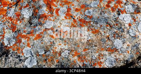 Roccia ricoperta di licheni presso il lago di montagna Descrizione: Una massiccia roccia con macchie di licheni gialli-verdi, che si erge al bordo di un lago di montagna cristallino Foto Stock