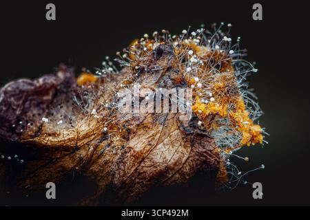 Vista microscopica della muffa che cresce sulla pelle di frutta in decomposizione, mostrando spore e filamenti bianchi e gialli su uno sfondo scuro, evidenziando il Foto Stock