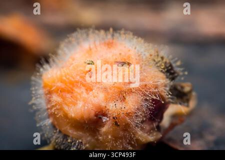 Le mosche Drosophila nutrono di muffe che prosperano su un frutto marcio evidenziano l'intricato ciclo di vita della natura e il processo essenziale del decompo Foto Stock