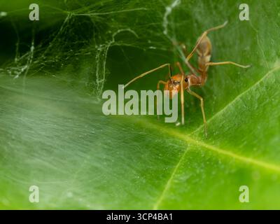 ANT-Mimicking jumping Spider (Myrmarachne sp.), fotografato su una foglia verde a Bangkok, Thailandia, il 23 settembre 2025. Foto Stock