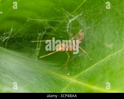 ANT-Mimicking jumping Spider (Myrmarachne sp.), fotografato su una foglia verde a Bangkok, Thailandia, il 23 settembre 2025. Foto Stock