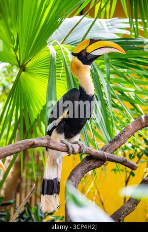 Il grande carpino (Buceros bicornis) è uno dei membri più grandi della famiglia dei carpini. Si trova nel subcontinente indiano e nel sud-est asiatico. Foto Stock