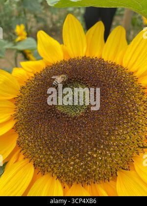 api appoggiate su un grande girasole giallo in piena fioritura Foto Stock