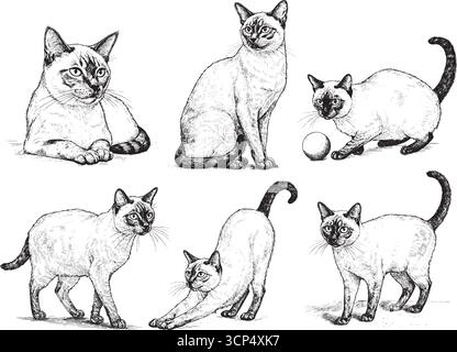 Illustrazione Vintage Cat Siamese, posa impostata, stile di incisione disegnato a mano, sfondo bianco e nero Illustrazione Vettoriale