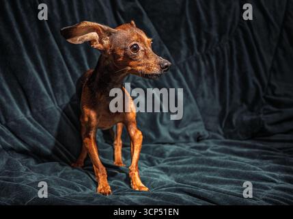 Simpatici piccoli pinscher in miniatura o ratter di praga si staglia sul divano scuro, vista del profilo di adorabile cucciolo a casa, concetto di attesa e lealtà per gli animali domestici Foto Stock