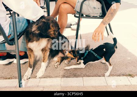 Due cani si salutano in una strada cittadina, mostrando un comportamento amichevole in un ambiente urbano. Foto Stock