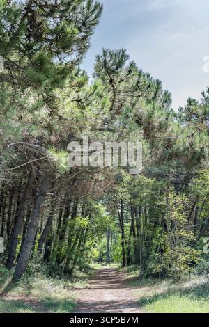 Paesaggio con sentiero sterrato nella pineta costiera, girato in estate alla luce intensa vicino a Rosolina Mare, Veneto, Italia Foto Stock