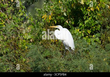 Airone bianco maggiore, Ardea alba Foto Stock