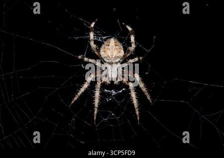Spotted Orb Weaver, Neoscona crocifera. Fotografato di notte. Foto Stock