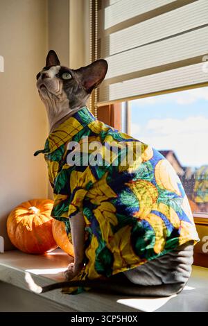 Un gatto sphynx vestito con abiti con stampa banana guarda verso l'alto mentre si siede su una finestra con frutta. Un ritratto di animali insolito, divertente ed elegante. Foto Stock