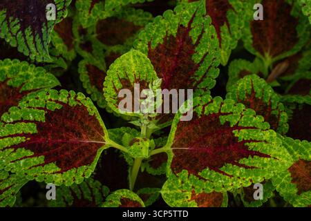 Splendidi motivi naturali del Coleus Scutellaroides 'Red Dwarf'. Primo piano, ritratto delle piante fiorite. colorato, texture, equilibrio, spazio negativo, audace Foto Stock