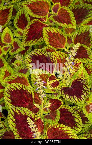 Splendidi motivi naturali del Coleus Scutellaroides 'Red Dwarf'. Primo piano, ritratto delle piante fiorite. colorato, texture, equilibrio, spazio negativo, audace Foto Stock