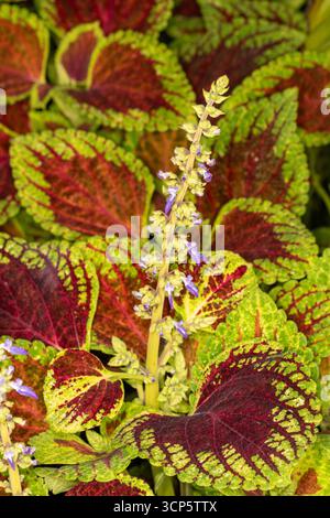Splendidi motivi naturali del Coleus Scutellaroides 'Red Dwarf'. Primo piano, ritratto delle piante fiorite. colorato, texture, equilibrio, spazio negativo, audace Foto Stock