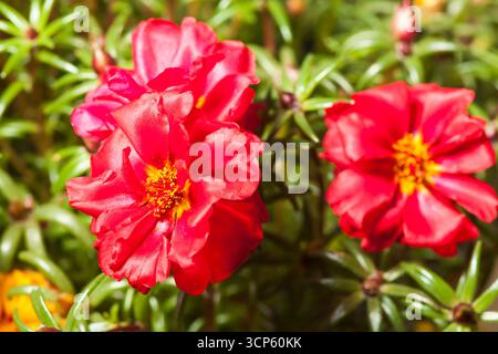 Primo piano di diversi fiori di corna rossa su uno sfondo sfocato di foglie naturali. Foto Stock