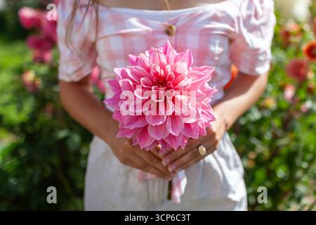 Donna giardiniere che tiene un grande piatto dahlia nel giardino estivo. Primo piano del fiore rosa nelle mani dell'agricoltore nel campo. Foto Stock