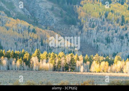 Il paesaggio montano in autunno presenta fitte foreste con un mix di conifere e alberi decidui, che mostrano vibranti colori autunnali come il giallo e l'oro. Foto Stock