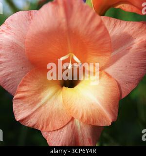 Un fiore giallastro di gladiolus rosa Foto Stock