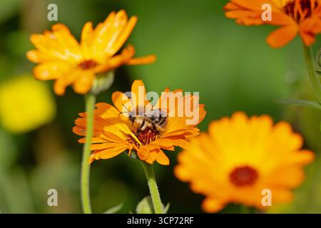 Ape selvatica sulla calendula (Calendula officinalis), Sieversen, Rosengarten, bassa Sassonia, Germania Foto Stock
