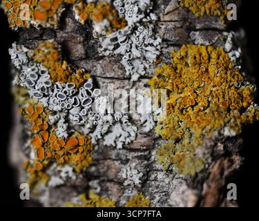 Il lichene cresce in crosta su un pezzo di corteccia di alberi trovato a Calgary, Alberta, Canada. Questa foto macro mostra diverse specie di licheni in diversi colori. Foto Stock