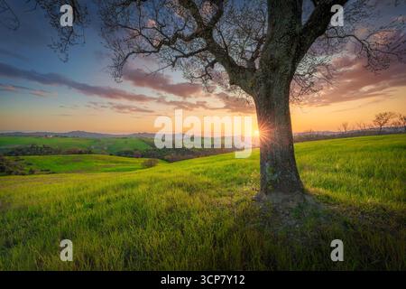 Quercia solitaria al tramonto dorato nella campagna di Pomarance, Val di Cecina. Colline verdi ondulate e cielo spettacolare in provincia di Pisa, Toscana Foto Stock
