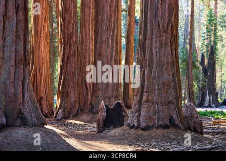 Sequoie giganti sul Congress Trail alla luce del sole Sequoia National Park California Foto Stock