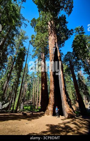 Sequoia gigante e escursionista sul Congress Trail Sequoia National Park California Foto Stock
