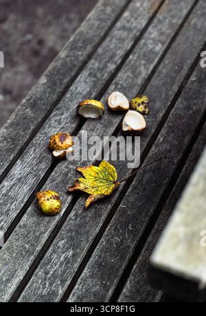 Sfondo astratto con foglie d'autunno dorate e conchiglie di castagne su una panchina in un parco Foto Stock