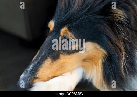 Un ritratto di un collie tricolore con la testa appoggiata sul piede Foto Stock