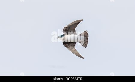 Una rondine di un albero che vola con uno sfondo pulito Foto Stock