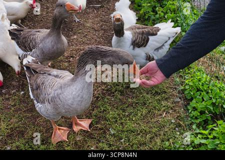 L'alimentazione delle oche da vicino con il pollame domestico in ambiente rurale Foto Stock