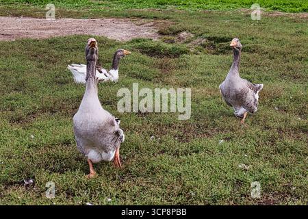 Gruppo di oche domestiche che pascolano su lussureggianti pascoli verdi in un ambiente rurale agricolo durante il giorno con luce naturale e spazi aperti Foto Stock