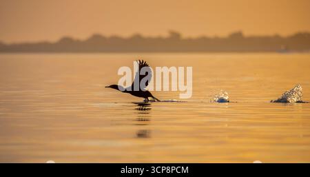 Un cormorano sagomato a doppia cresta che decolla all'alba presso la baia di St. Augustine Foto Stock