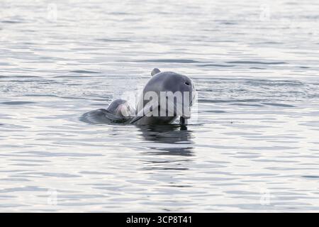 Due delfini tursiopi che escono dall'acqua Foto Stock