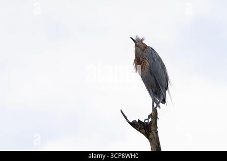 Un'egretta rossastra appollaiata sulla cima di un albero morto Foto Stock