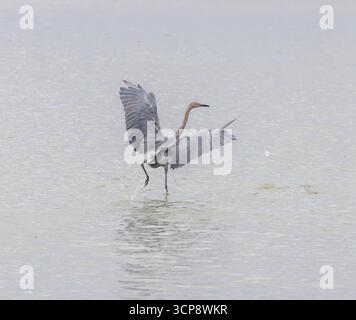 Un'egretta rossastra che scorre attraverso acque poco profonde inseguendo un pesce Foto Stock