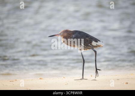 Un'egret rossastra con piume bianche uniche in piedi sul bordo dell'oceano sollevando una gamba ferita Foto Stock