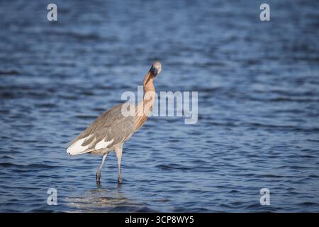 Un'egret rossastra con esclusive piume bianche in acqua poco profonda e che guarda la fotocamera Foto Stock