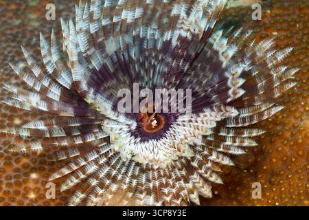 Plume Worms a Veracruz Coral Reefs, Messico Foto Stock