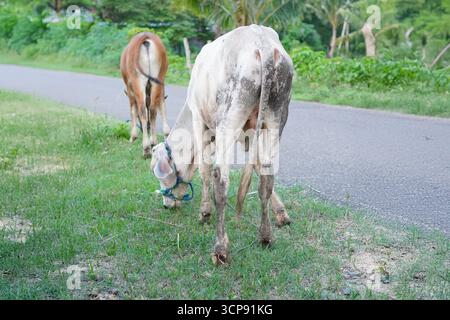 Due vitelli che pascolano lungo Una Country Lane Foto Stock
