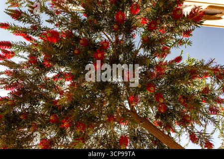 Un grande ammasso di soffici fiori di pennello per bottiglie rosse e foglie verdi contro un cielo azzurro Foto Stock