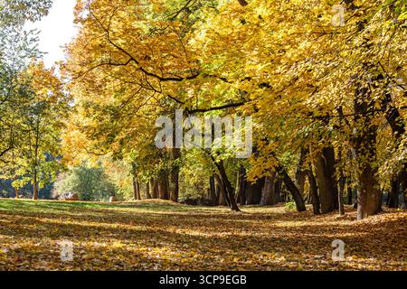 pittoresco parco autunnale. alberi luminosi con fogliame giallo durante la stagione autunnale. Foto Stock